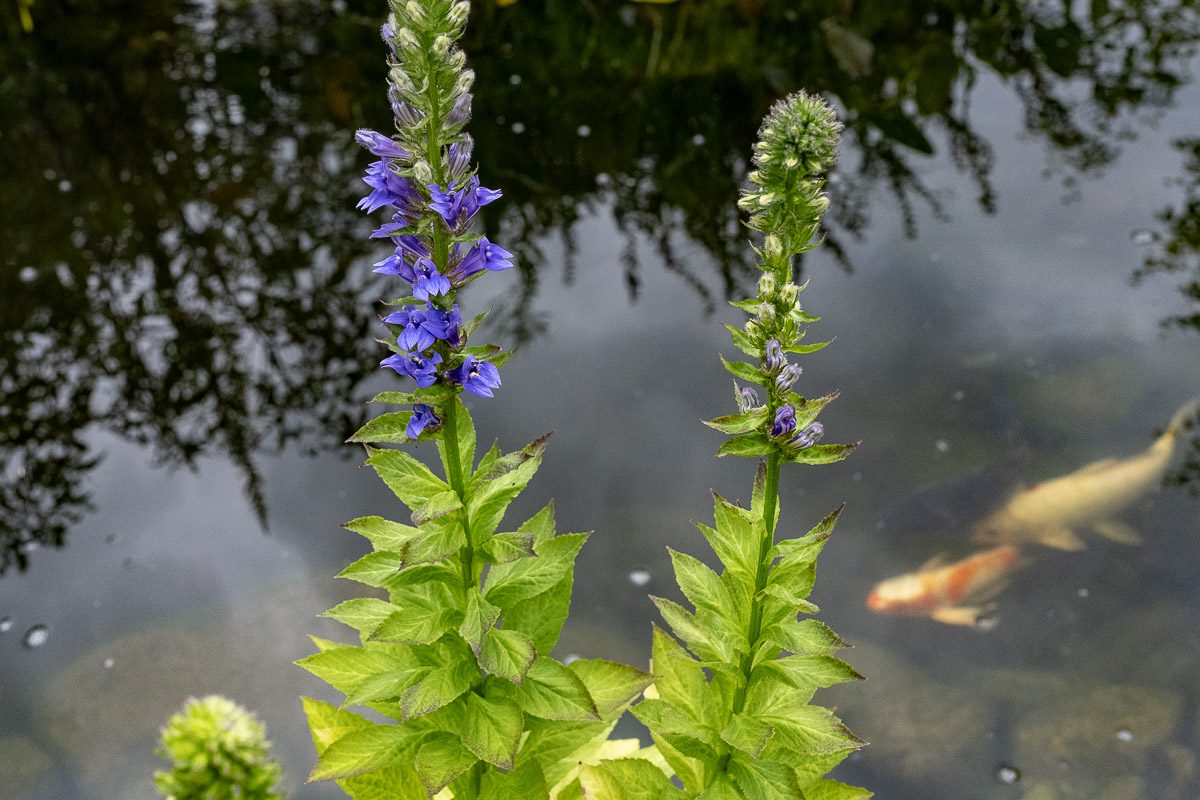 Cover Image of the Post