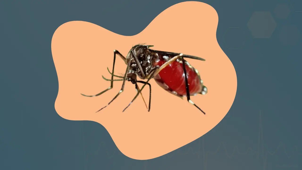 Close-up image of a mosquito with a red abdomen, showcasing its intricate body structure against a soft orange background.