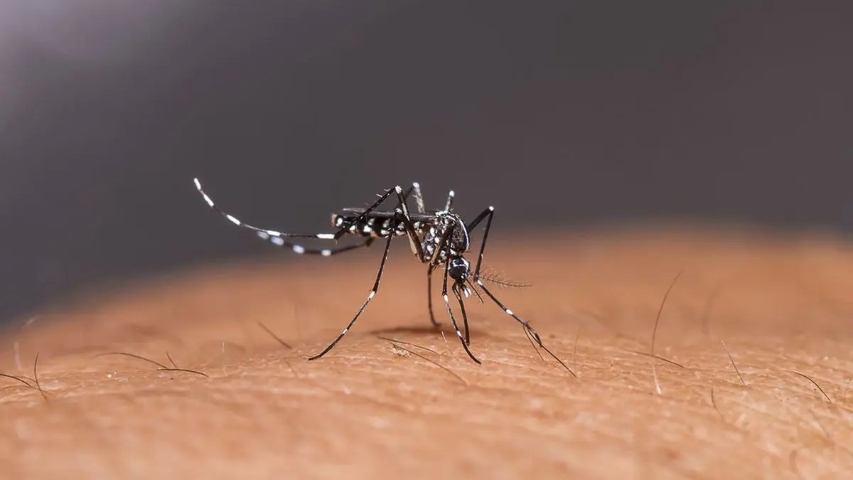 Macro photograph of an Aedes mosquito feeding on skin, highlighting its striped body and long legs.