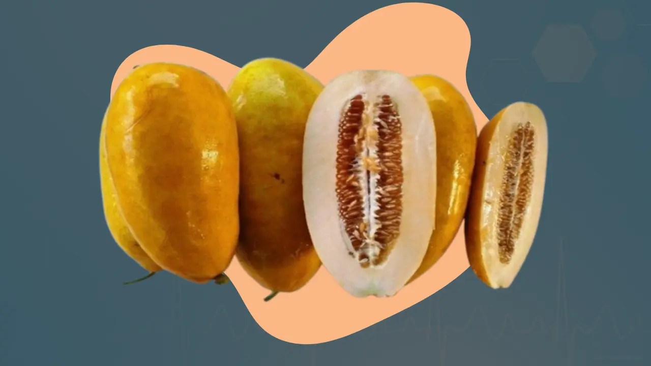 A fresh sundew cucumber, highlighting its diverse applications in cooking and its nutritional advantages during fasting periods.