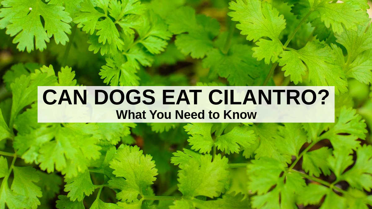 Can Dogs Eat Cilantro? What You Need To Know Spoiled Hounds jpg (1200x675)