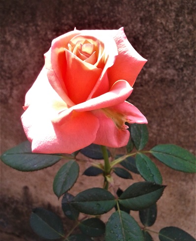 rose