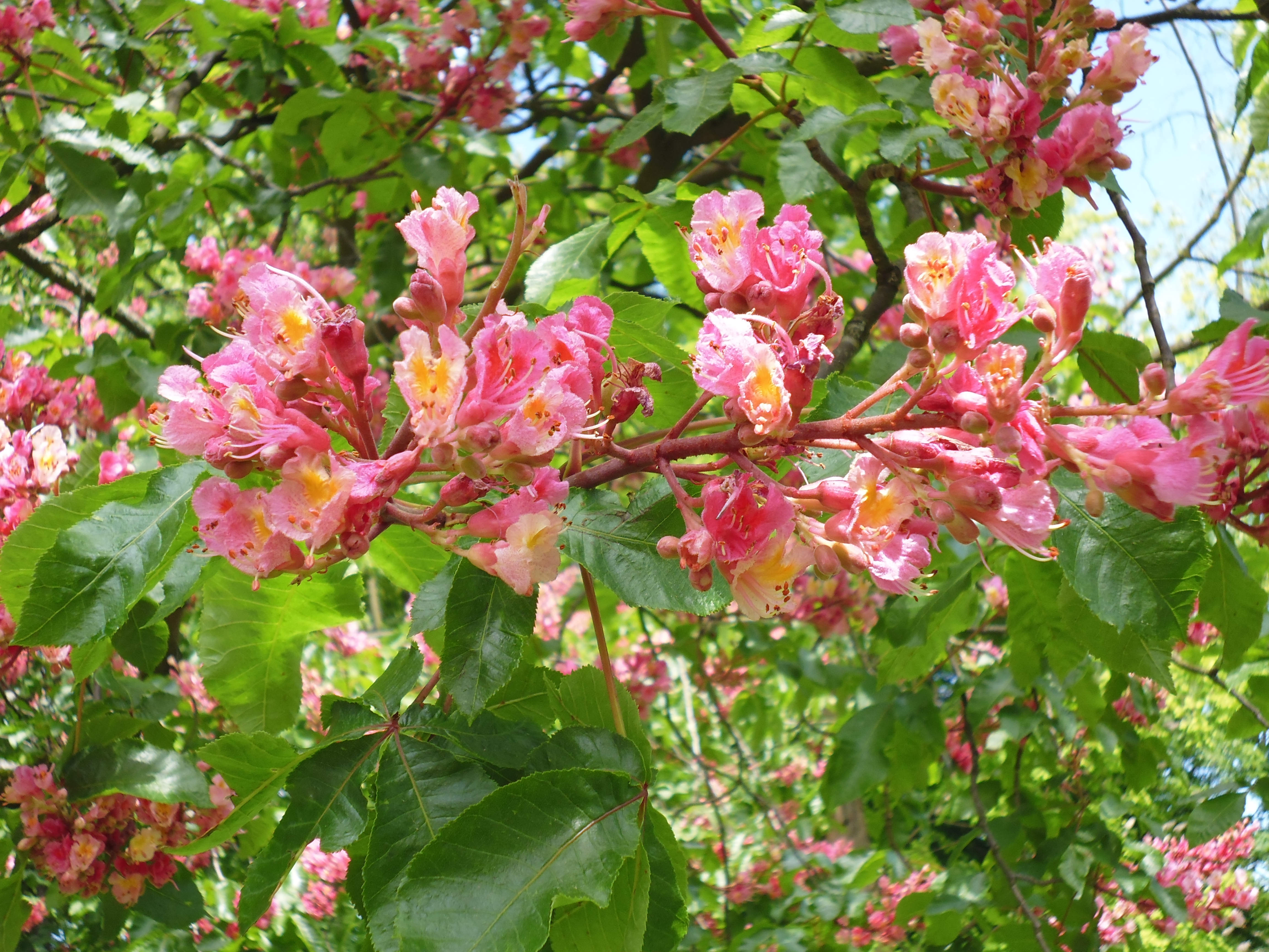 Pink chestnut blossom