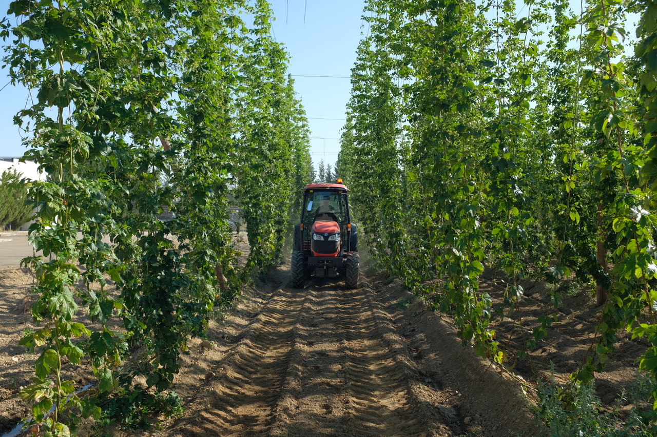 ¿Cambiará el sabor de la cerveza por el calentamiento global?