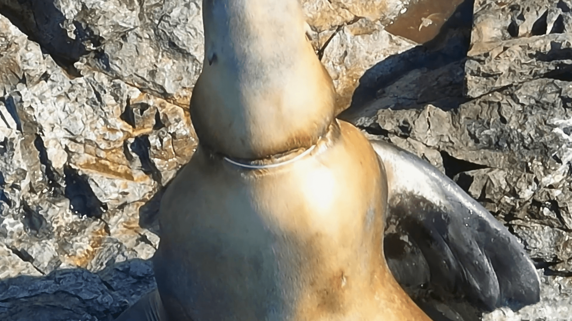 Científicos salvan a un lobo marino atrapado en una correa de plástico con apoyo de un dron