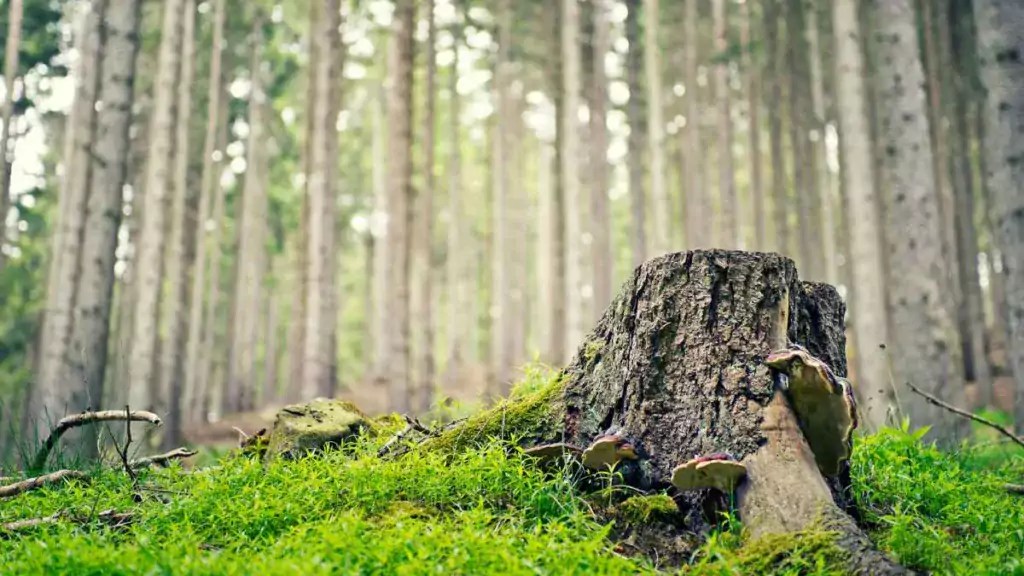 Adaboost starts with a stump or weak learner