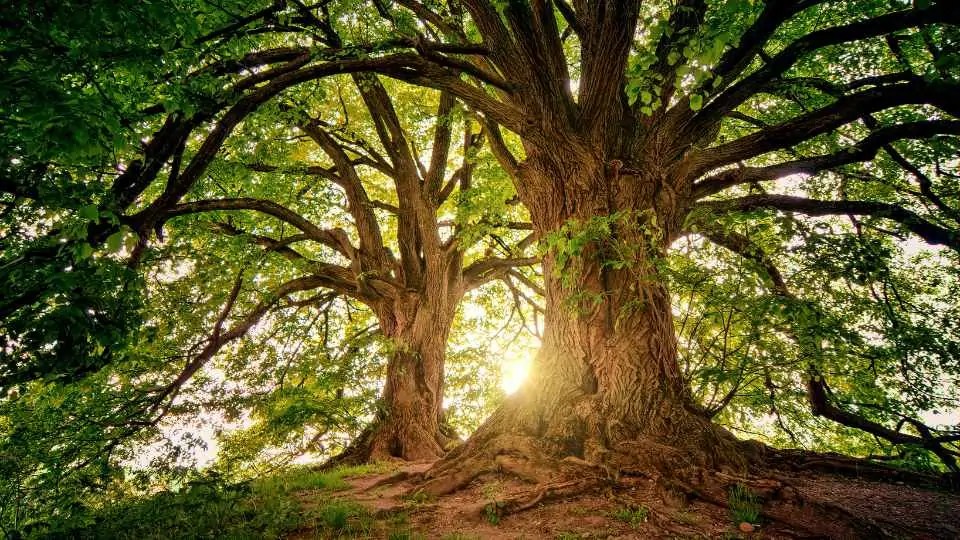 Gradient Boosting Explained & How To Tutorials In Python With XGBoost