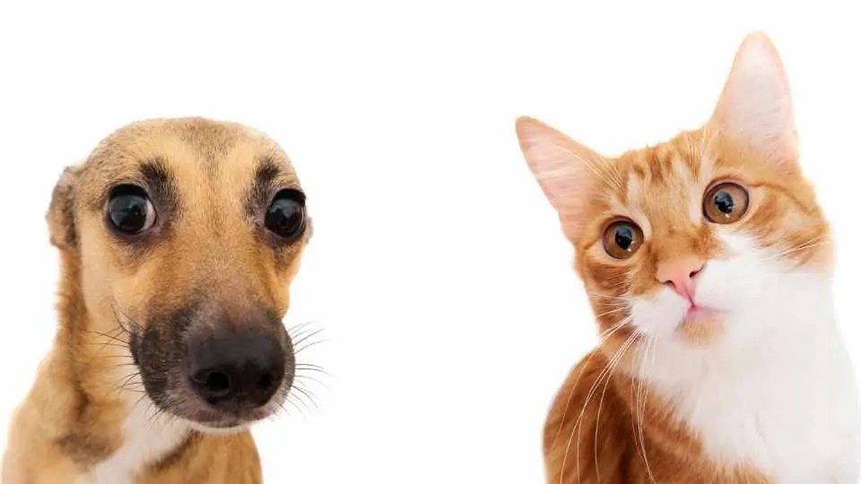 Softmax Regression Explained And How To Tutorial In Python & PyTorch