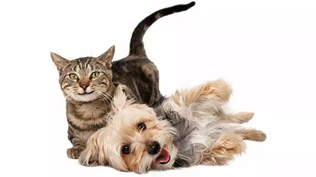 feature extraction text-based cats and dogs example