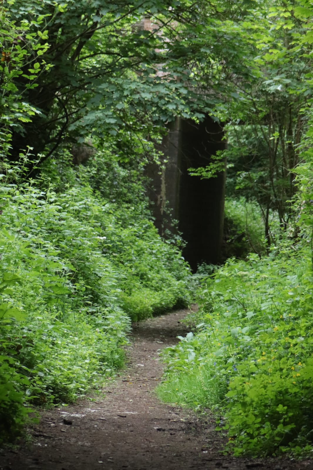 Under growth is starting to cover the path of the disused railway