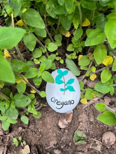 Oregano