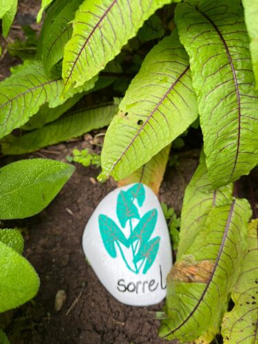 Sorrel