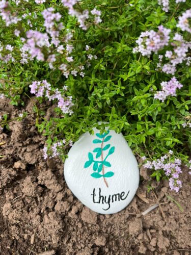 Thyme