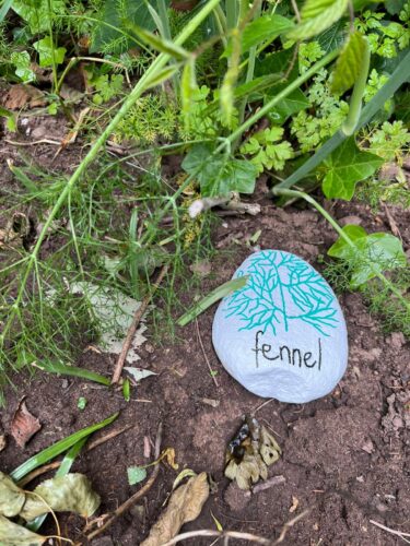 Fennel