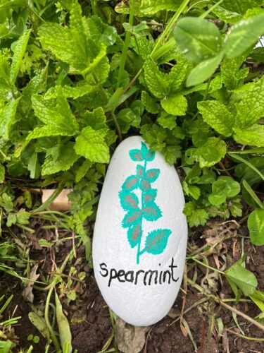 Spearmint