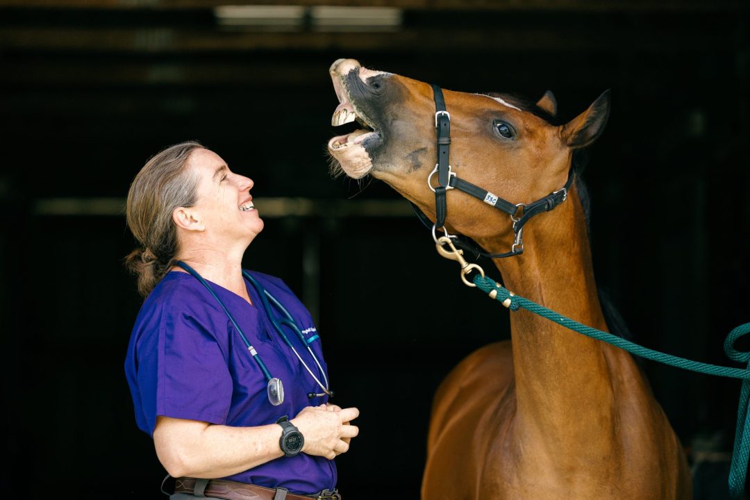 Dr. Erica Lacher Springhill Equine Veterinary Clinic