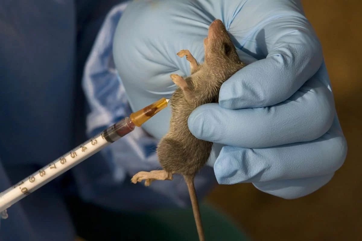 Lassa Fever Death Toll Rises in Nigeria with 145 New Fatalities Reported by NCDC – July 5, 2025