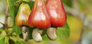 Inside Nigeria’s Cashew Boom: How Weather, Market Forces, and Policy Actions Drove an 11-Fold Export Surge