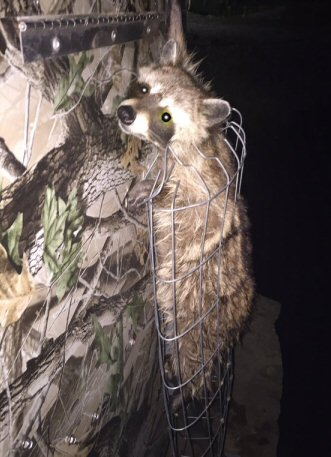 Tony-LogHome-Racoon2016