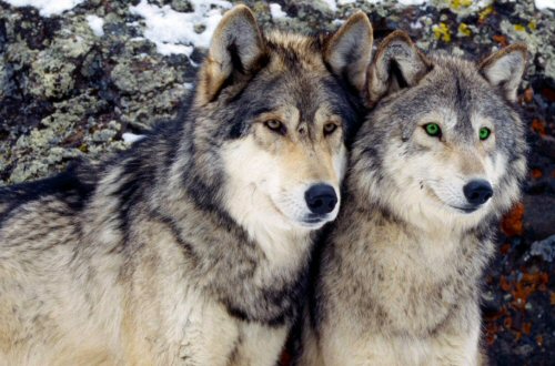 Wolves2