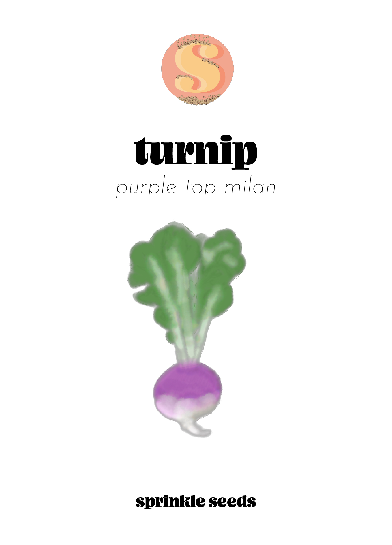 Image of a hand drawn illustration of Purple Top Milan Turnip Seeds and the Sprinkle Seeds logo.
