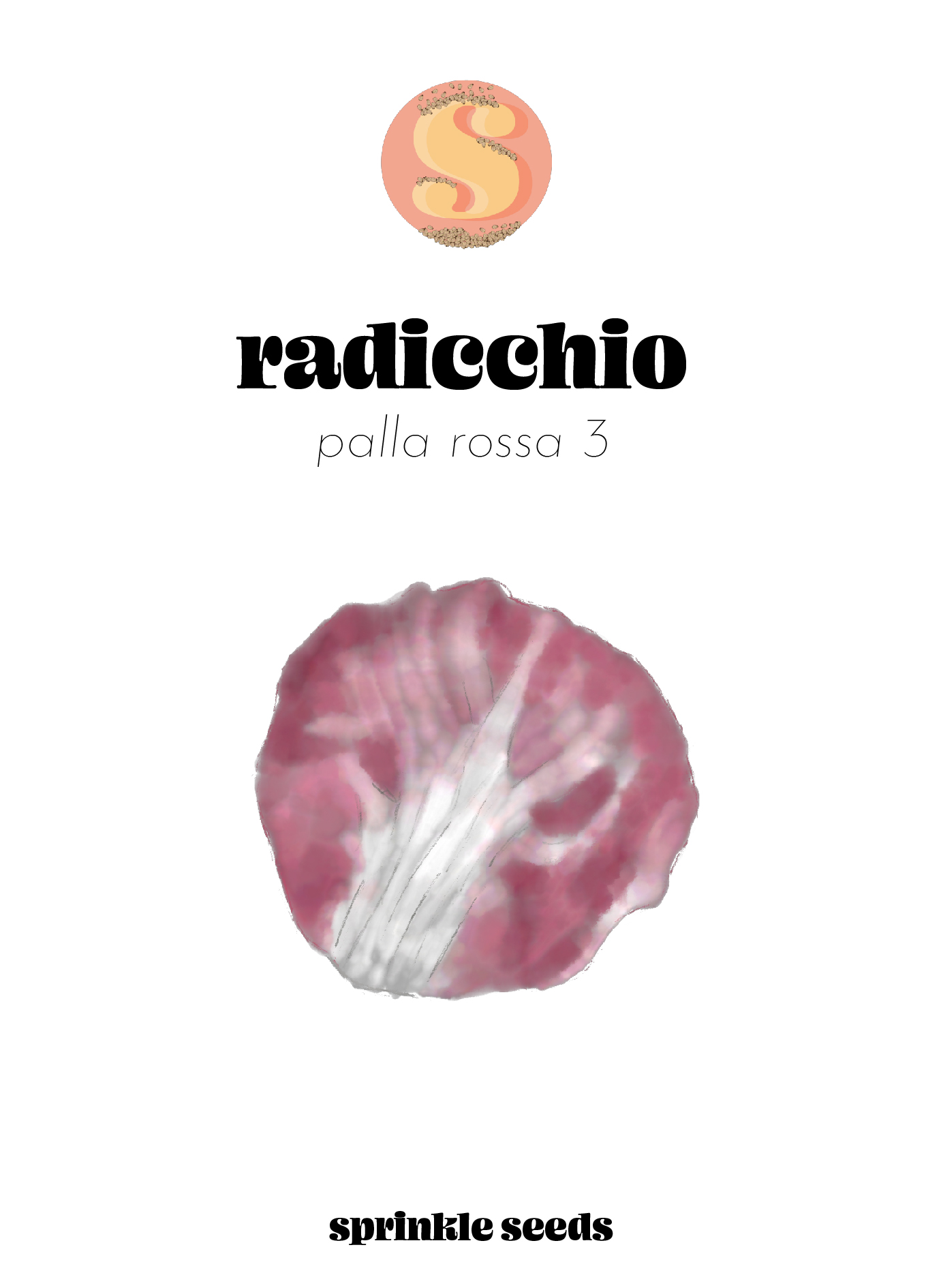 Image of a hand drawn illustration of Palla Rossa 3 Radicchio and the Sprinkle Seeds logo.