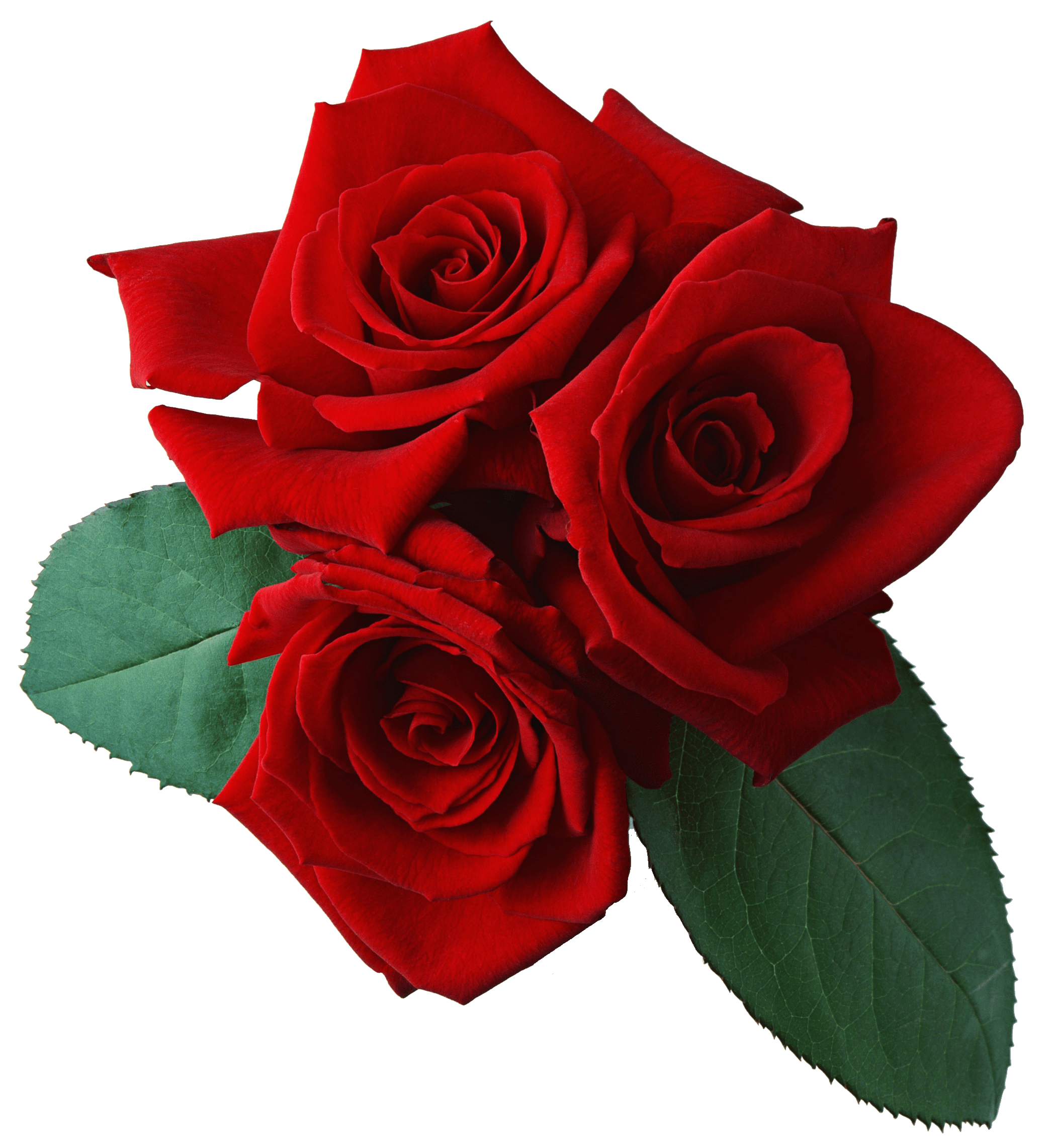 LimoCorp of New York