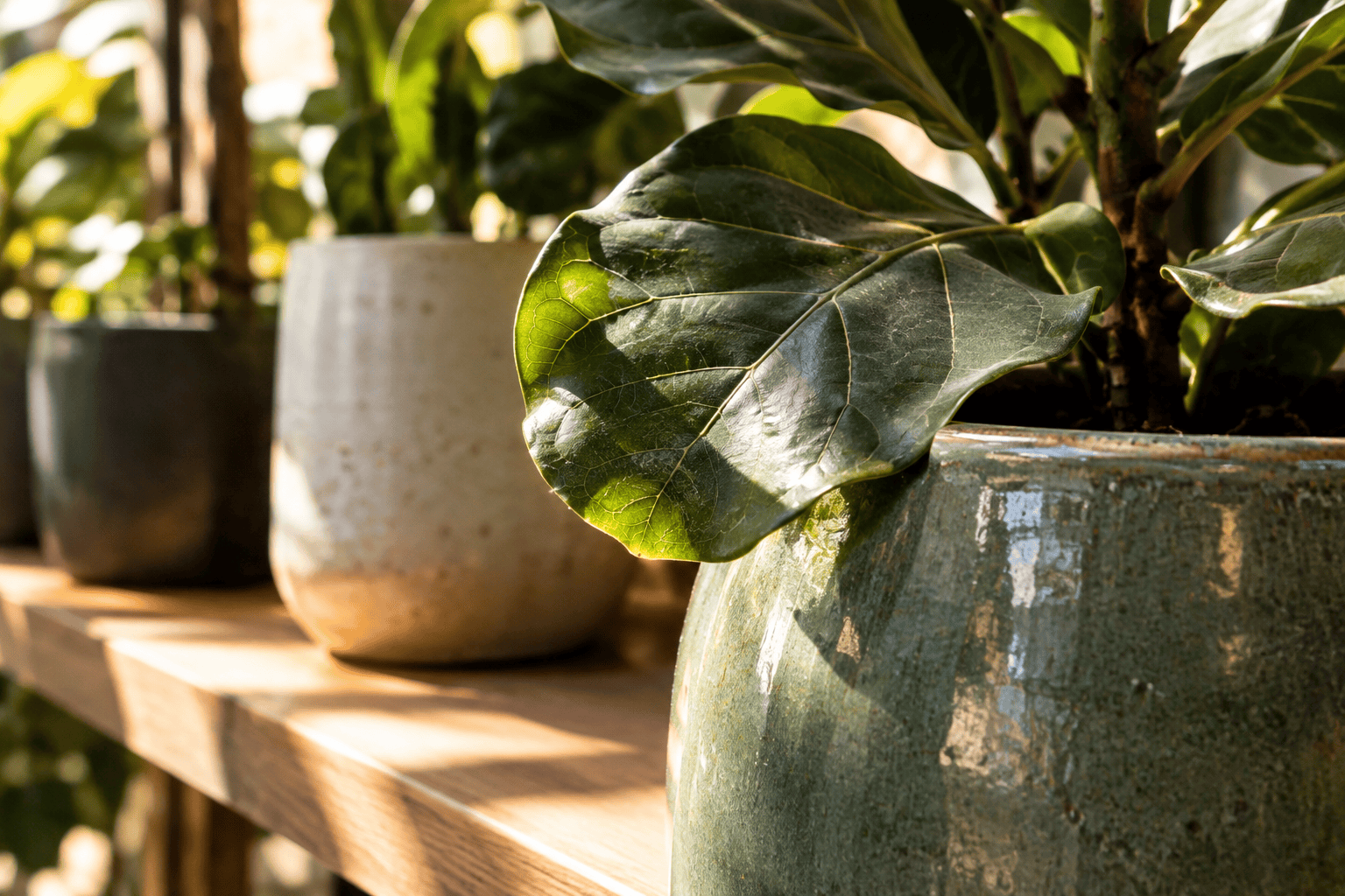 A fiddle-leaf fig grows from a large glazed ceramic pot on a wooden shelf, with other potted plants behind it.