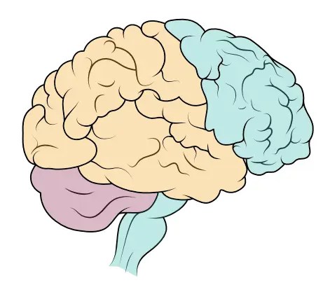 Brain Scan Sample Image
