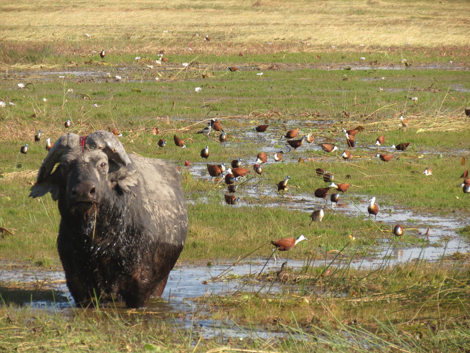 Cape Buffalo Hunting Schalk Pienaar Hunting Safaris In Namibia