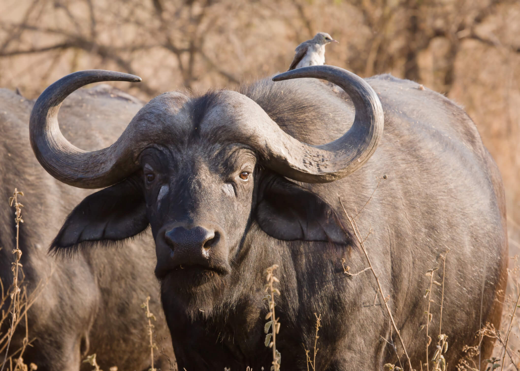 Cape Buffalo Hunting Schalk Pienaar Hunting Safaris In Namibia