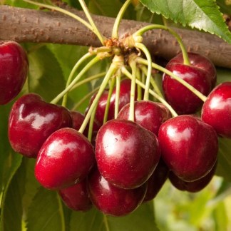 Cherry (organic)