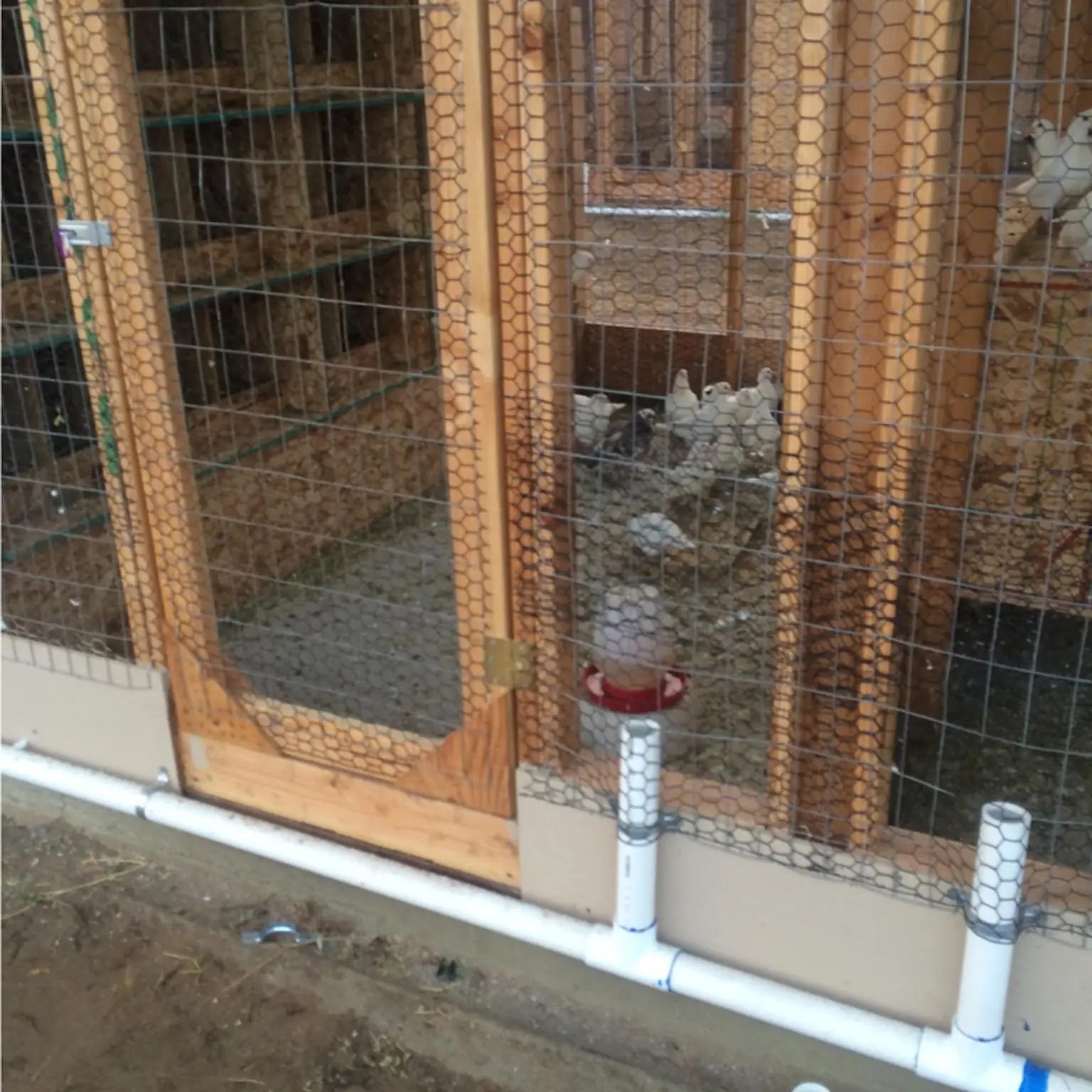 2017. First breeders arrive in new houses in Cooperative Breeder facility.