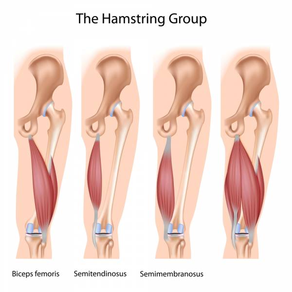 Hamstrings