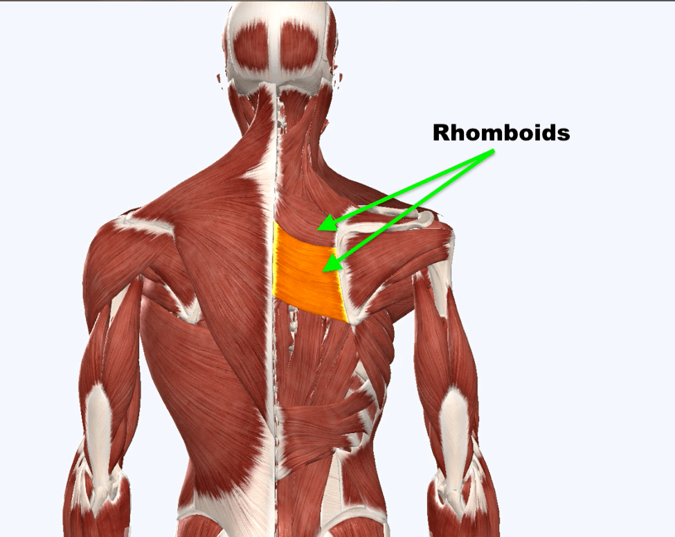 RHomboids