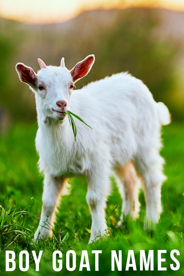 Boy goat names