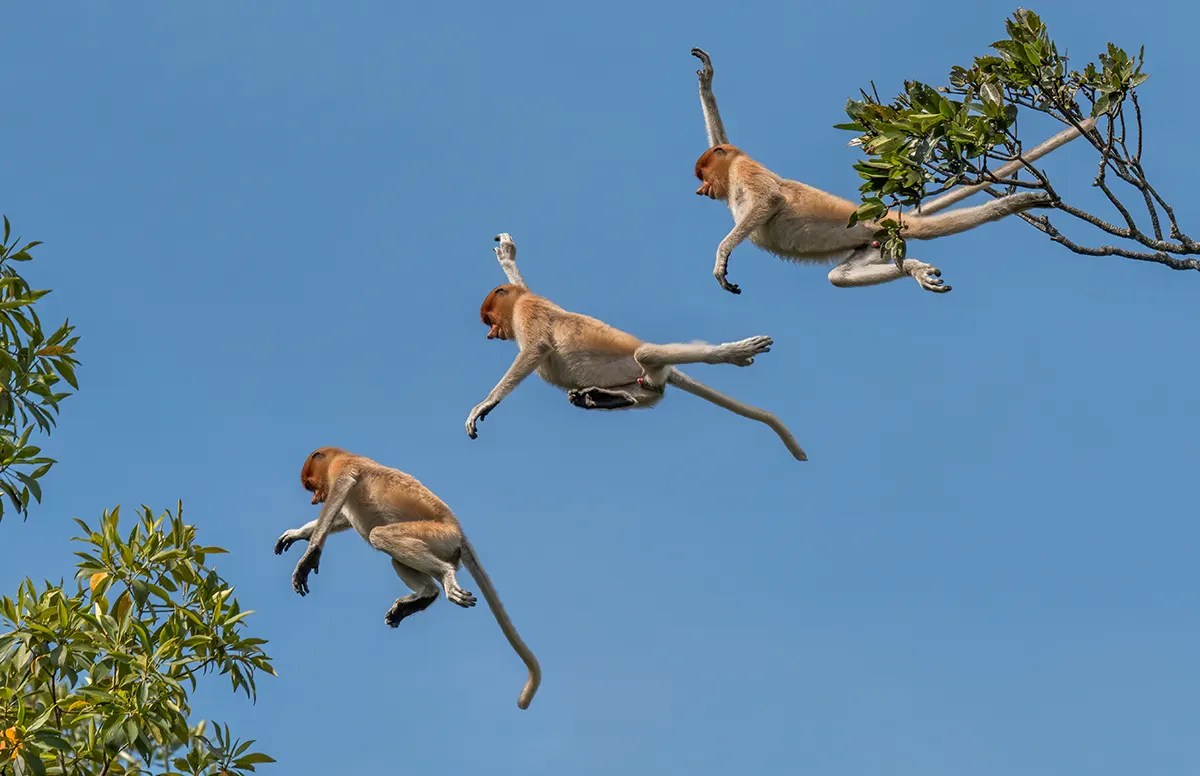 Proboscis monkey (nasalis larvatus) composite