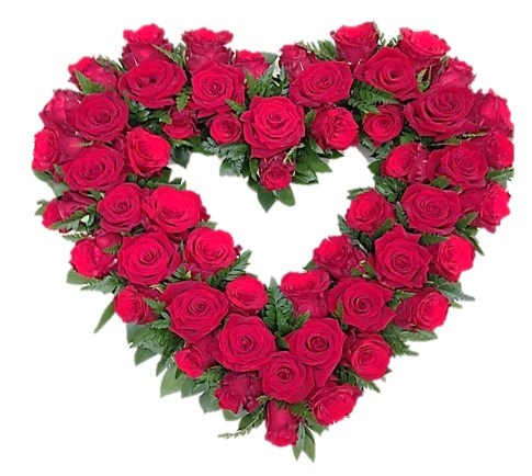 Red rose open heart