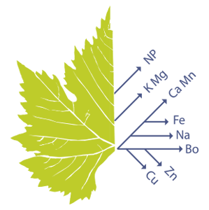 Conseil agro-œnologique, Nutrition de la vigne