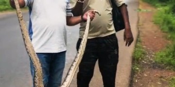 ಹೆಬ್ಬಾವು ರಕ್ಷಿಸಿ ಕಾಡಿಗೆ ಬಿಟ್ಟ ಉರಗ ರಕ್ಷಕ