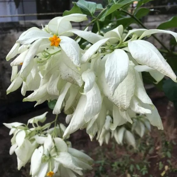 white mussaenda plant