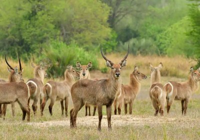 73. The Conscious Member of the Herd