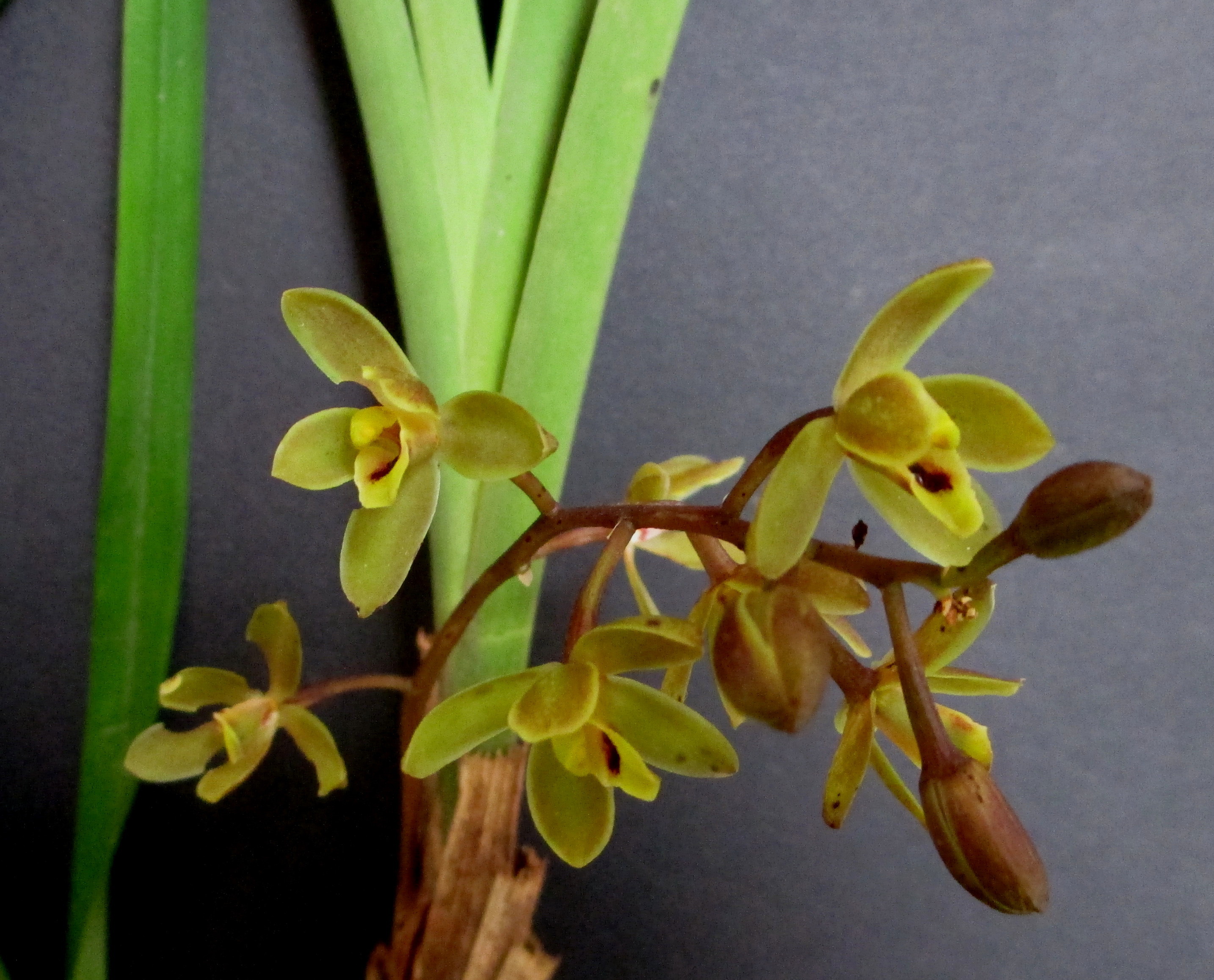 Cymbidium suave