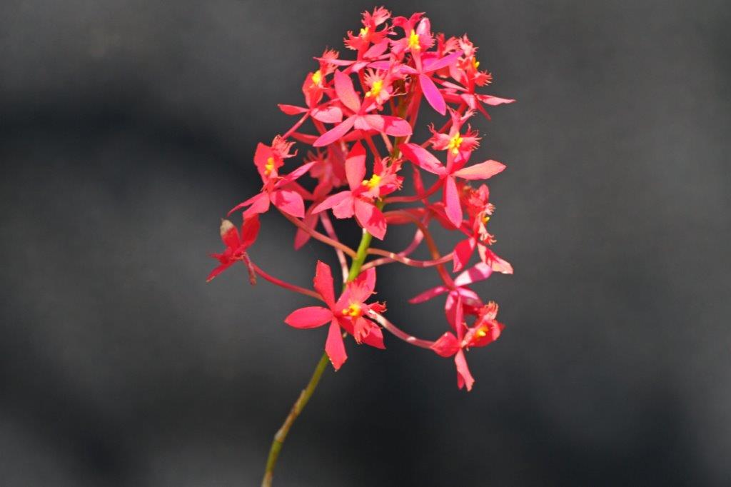 Epidendrum Red