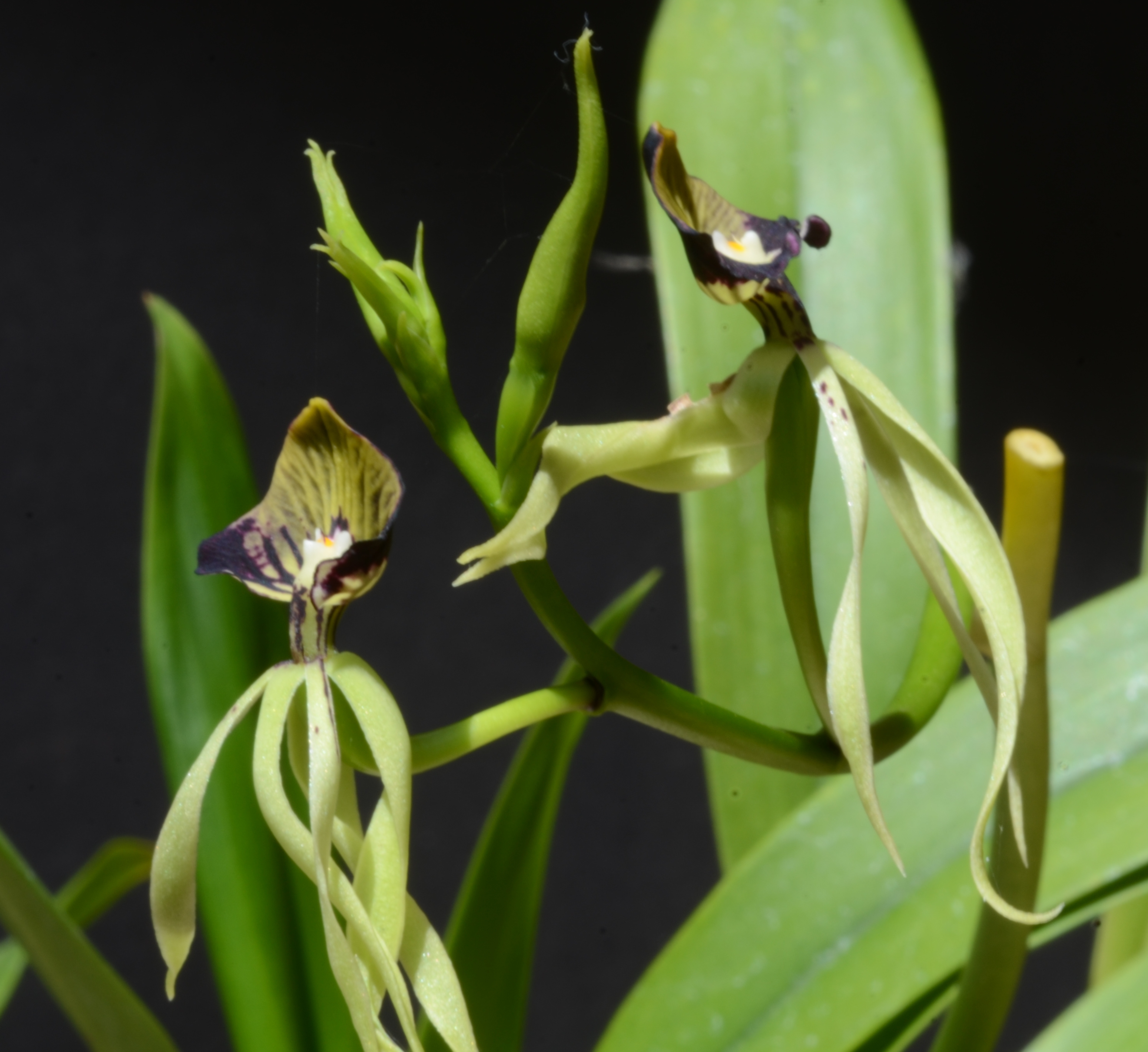 Encyclia Cochleata