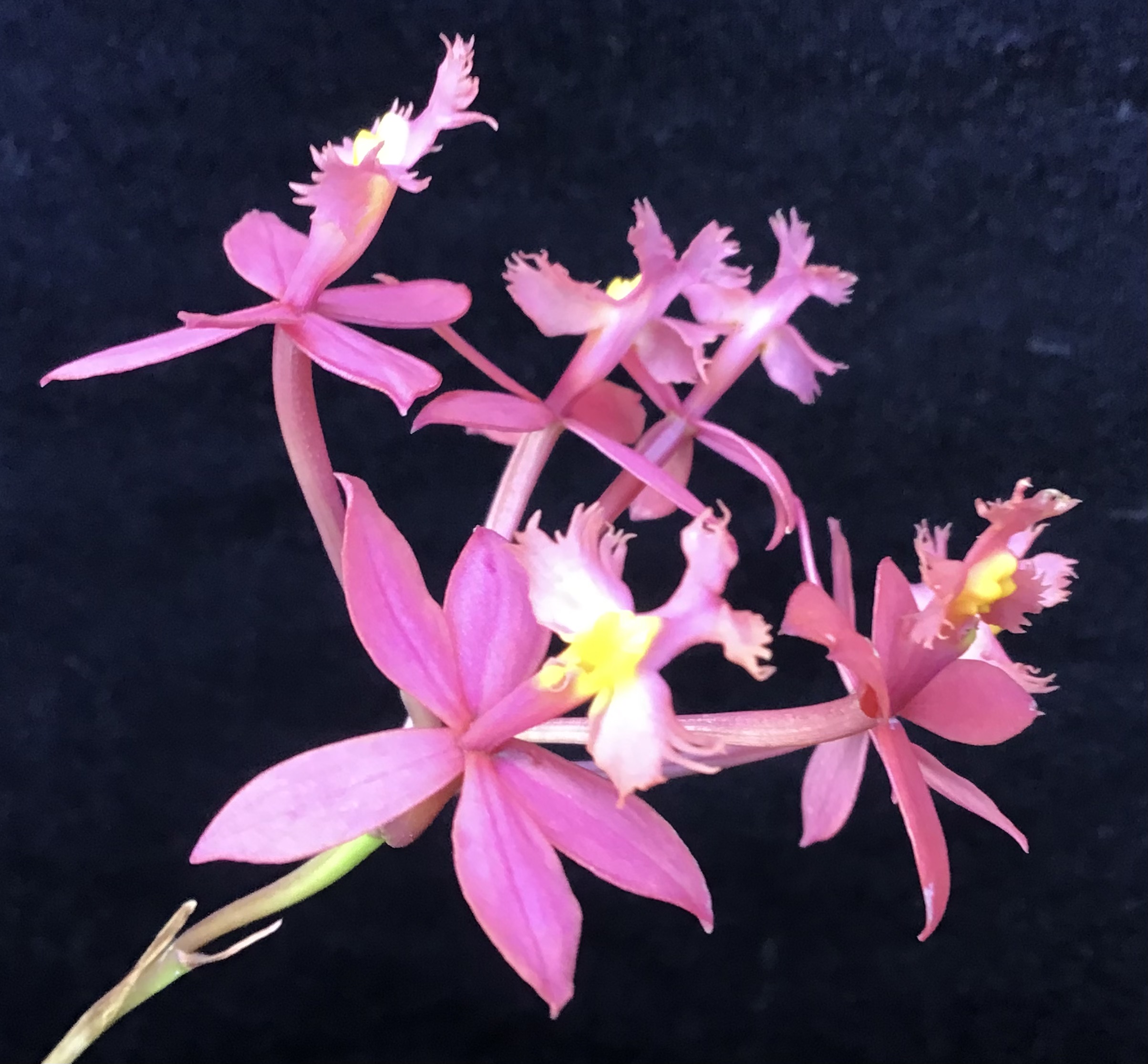 Epidendrum Hot Pink
