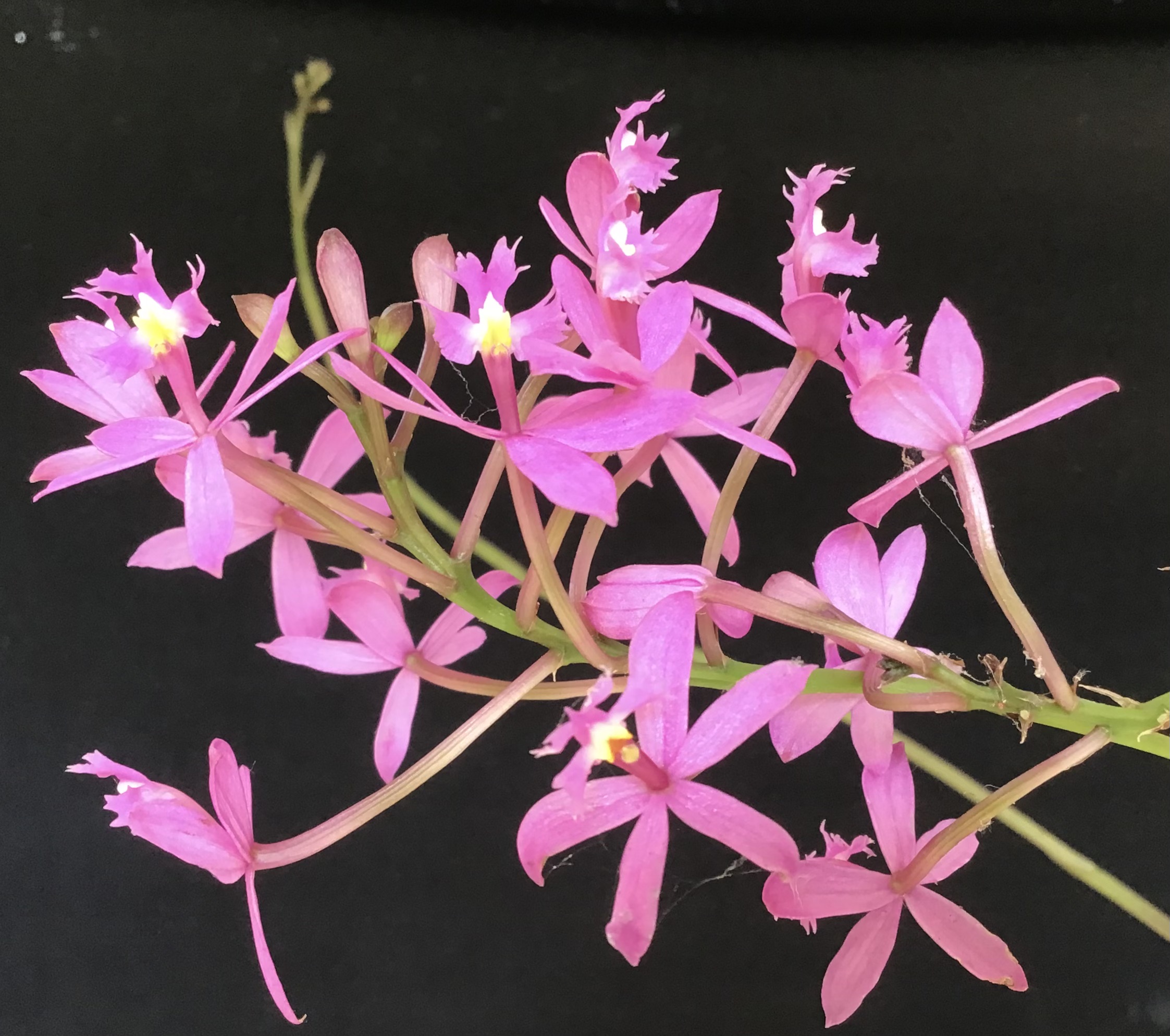 Epidendrum Pink