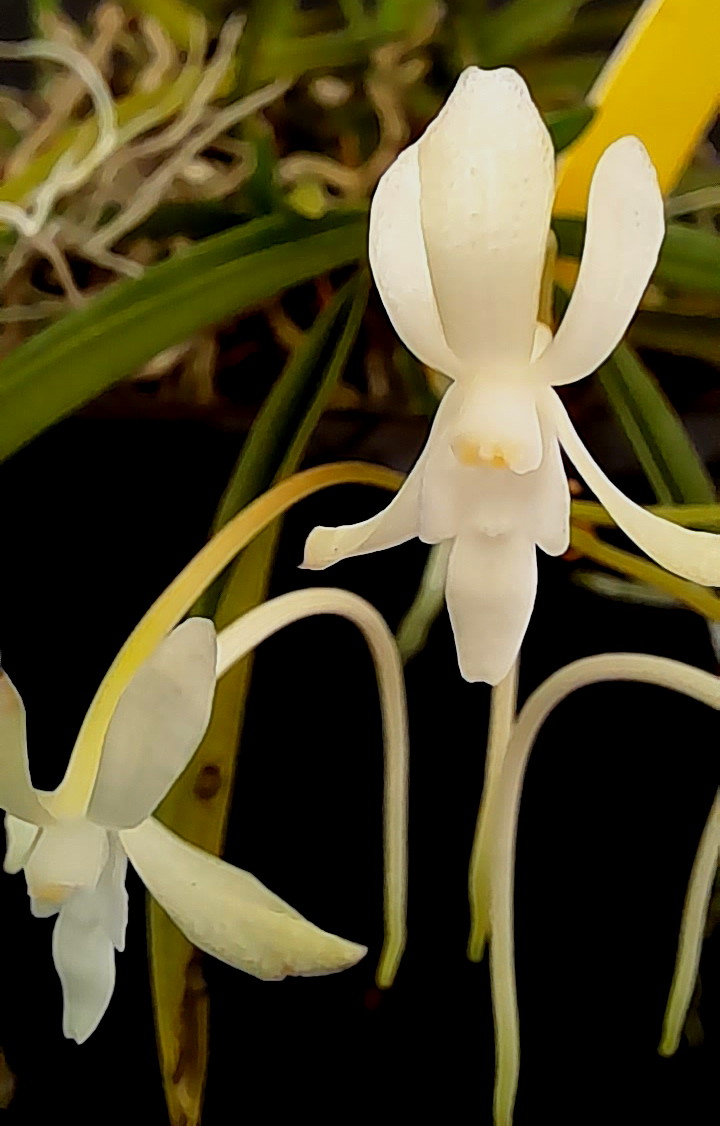 Neofinetia falcata