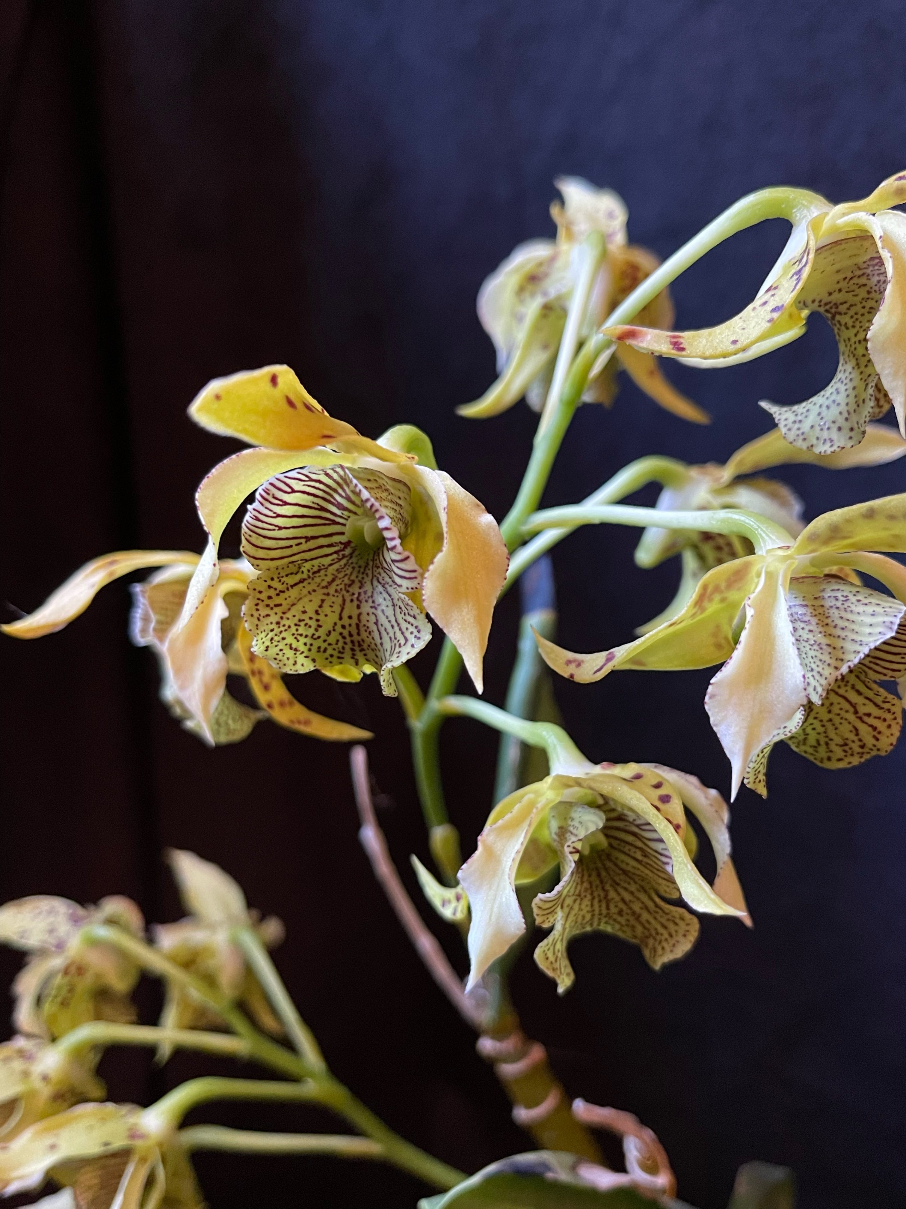 Dendrobium Aussie's Tapestry v McGraith
