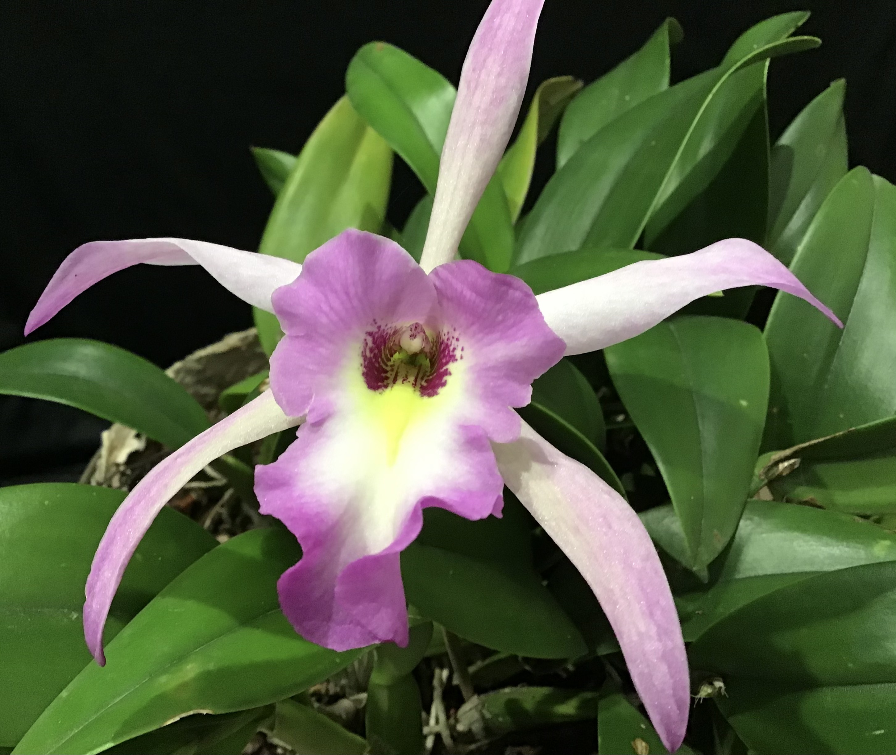 Cattleya intermedia
